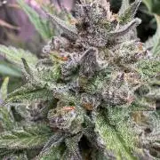 Super Boof 420 💥