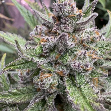 Super Boof 420 💥
