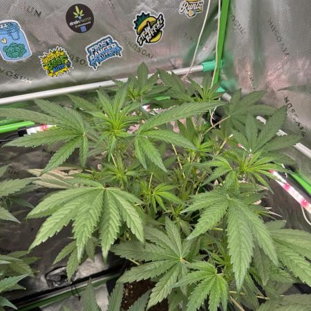 Banana Purple Punch RF3