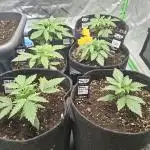 Grow Nr.2