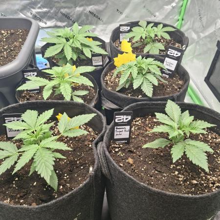 Grow Nr.2