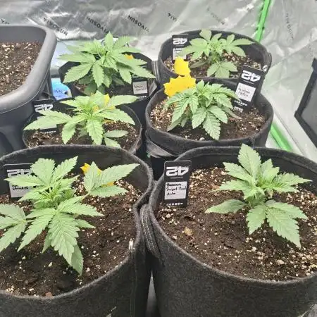 Grow Nr.2