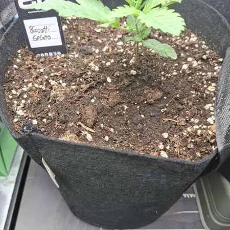 Biscotti Gelato 🍪 🍦