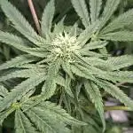 Papaya Sherbert 🌱🍧