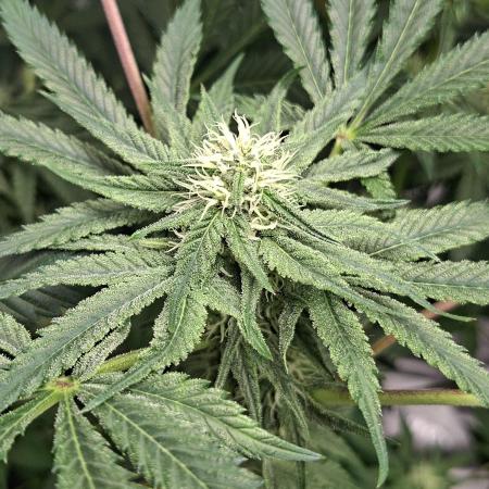 Papaya Sherbert 🌱🍧