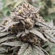 Papaya Sherbert 🌱🍧