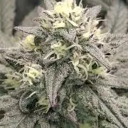 Papaya Sherbert 🌱🍧