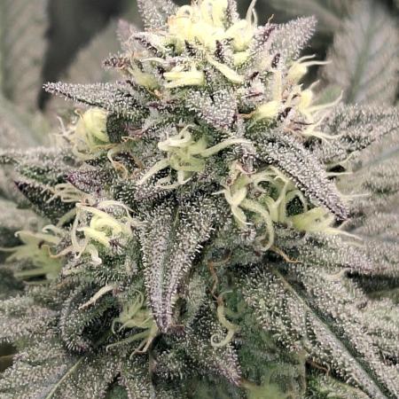 Papaya Sherbert 🌱🍧