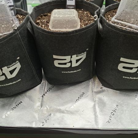 Grow Nr.2