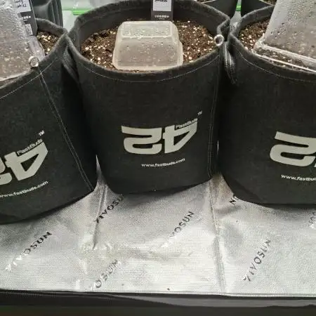 Grow Nr.2