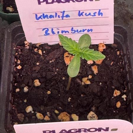 Khalifa Kush