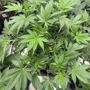 Banana Purple Punch RF3