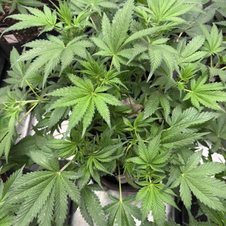 BananaPurplePunchRF3🍌💜👊🏾