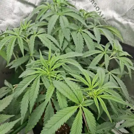 Biscotti Gelato 🍪 🍦