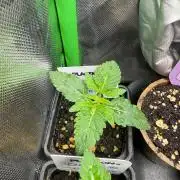 Khalifa Kush
