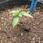 Papaya Sherbert 🌱🍧