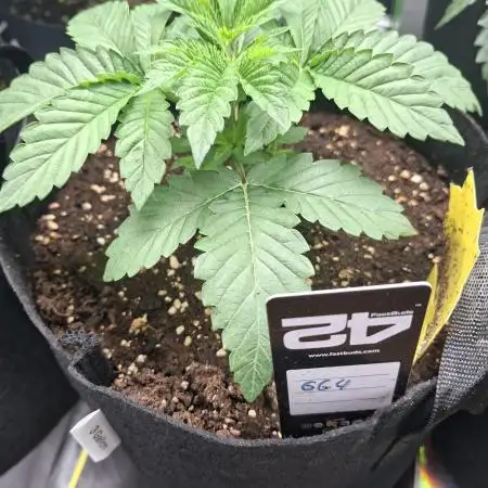 GG4 🦍