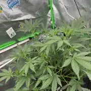 GMOAuto@Fastbuds