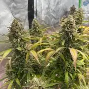Pinapple OG @Fastbuds