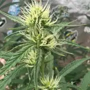 GMOAuto@Fastbuds