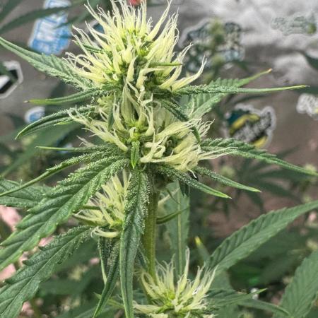 GMOAuto@Fastbuds