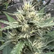 Guava Runtz