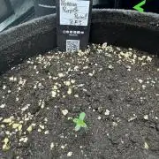 Banana Purple Punch RF3