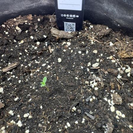 Pinapple OG @Fastbuds