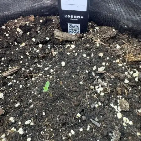 Pinapple OG @Fastbuds
