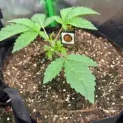 Super Tangy Cherry