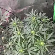 Pinapple OG @Fastbuds