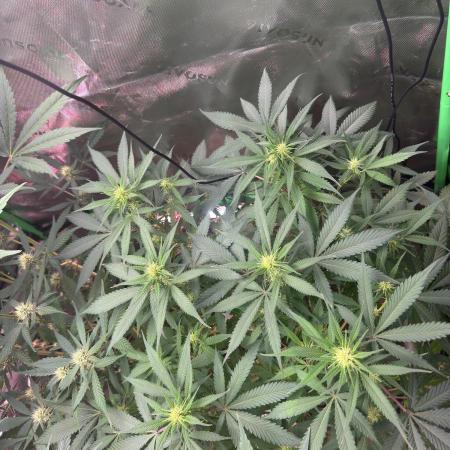 Pinapple OG @Fastbuds