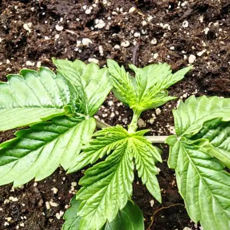 Monkey 🐒 Grow 