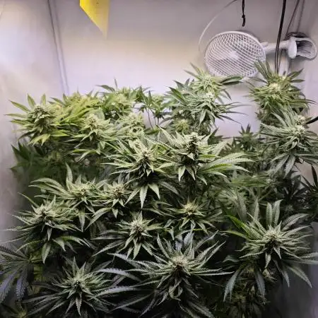 Monkey 🐒 Grow 