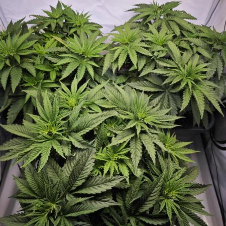 Monkey 🐒 Grow 