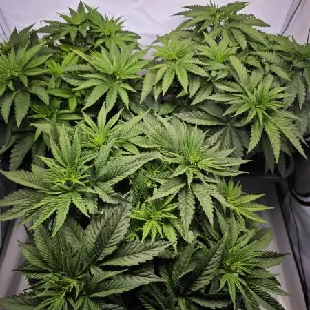 Monkey 🐒 Grow 