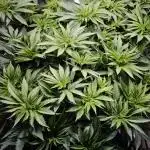 Monkey 🐒 Grow 