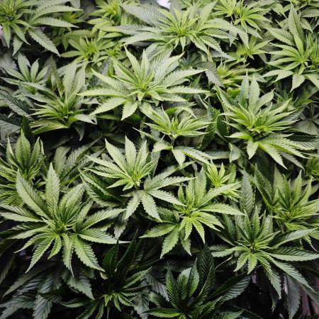 Monkey 🐒 Grow 