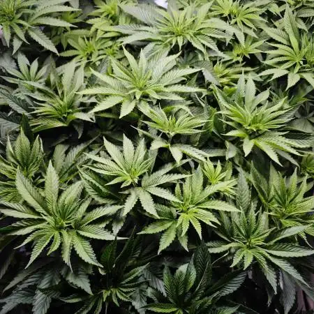 Monkey 🐒 Grow 