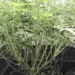 Monkey 🐒 Grow 