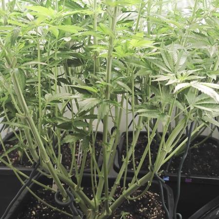 Monkey 🐒 Grow 