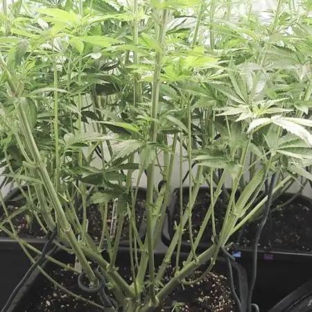 Monkey 🐒 Grow 