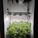 Monkey 🐒 Grow 