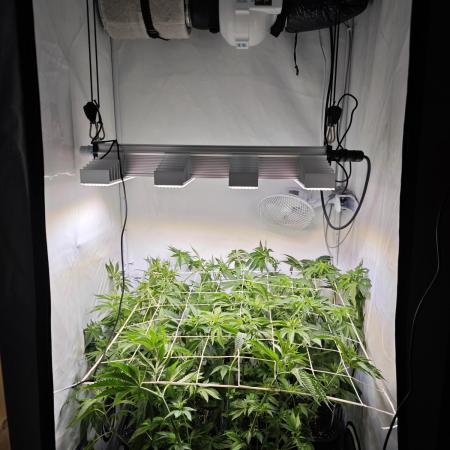 Monkey 🐒 Grow 