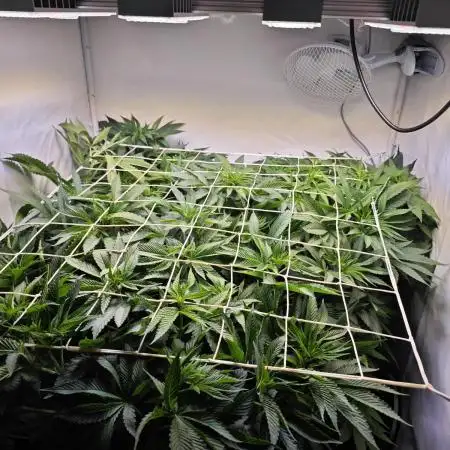 Monkey 🐒 Grow 