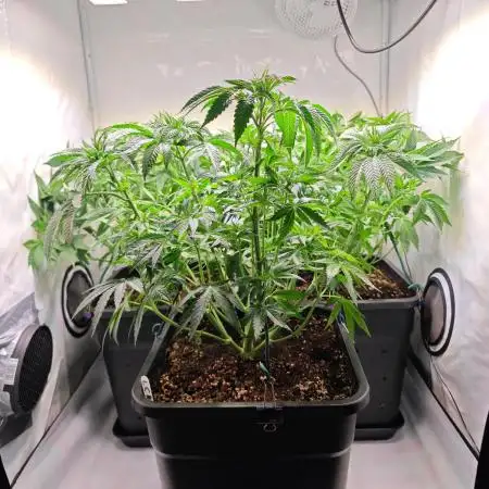 Monkey 🐒 Grow 