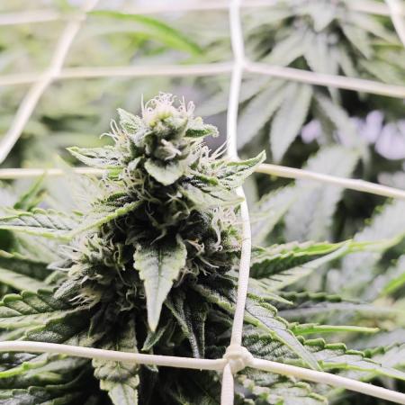 Monkey 🐒 Grow 
