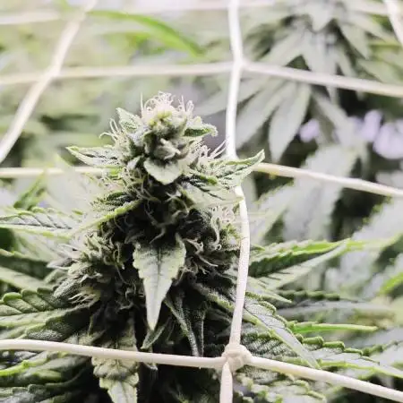 Monkey 🐒 Grow 