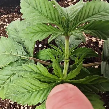 Monkey 🐒 Grow 