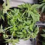 Monkey 🐒 Grow 